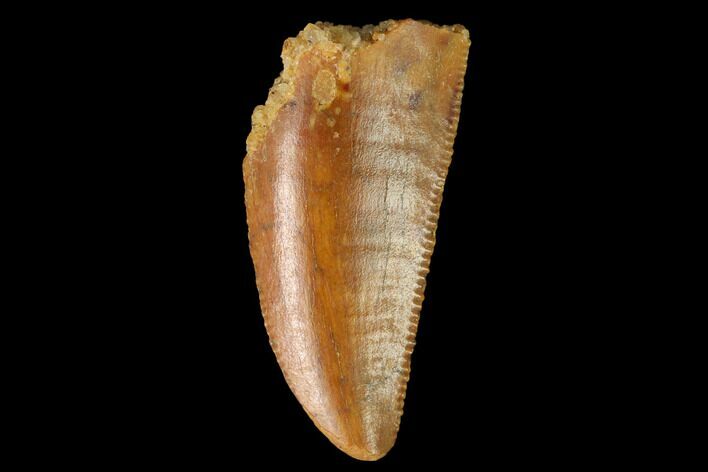 Serrated, Raptor Tooth - Real Dinosaur Tooth #163892